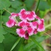 Dianthus, Sweet William by sunnygreenwood