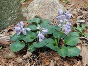 16th Jul 2024 - Hosta, Blue Mouse Ears