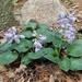 Hosta, Blue Mouse Ears by sunnygreenwood