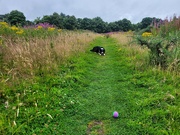 4th Aug 2024 - Morning walk