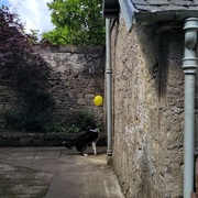 3rd Aug 2024 - Yellow balloon