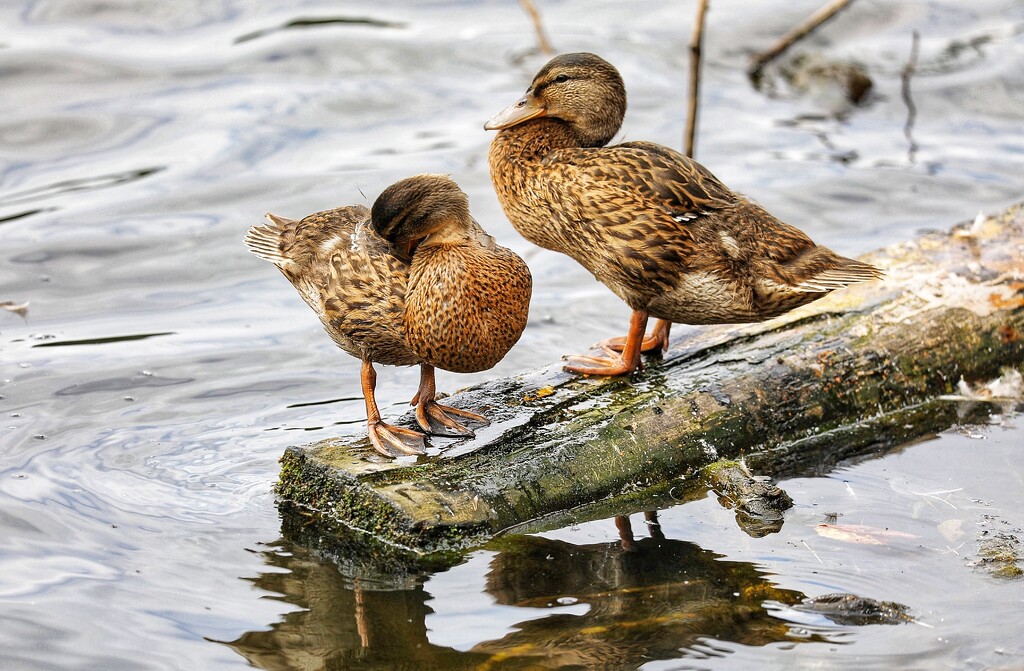 Preening Ducks by carole_sandford