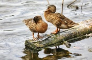 7th Aug 2024 - Preening Ducks