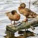 Preening Ducks by carole_sandford