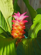 6th Aug 2024 - Curcuma sessilis ( 1 of many names)