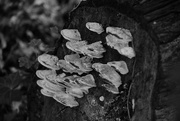 6th Aug 2024 - Fungi