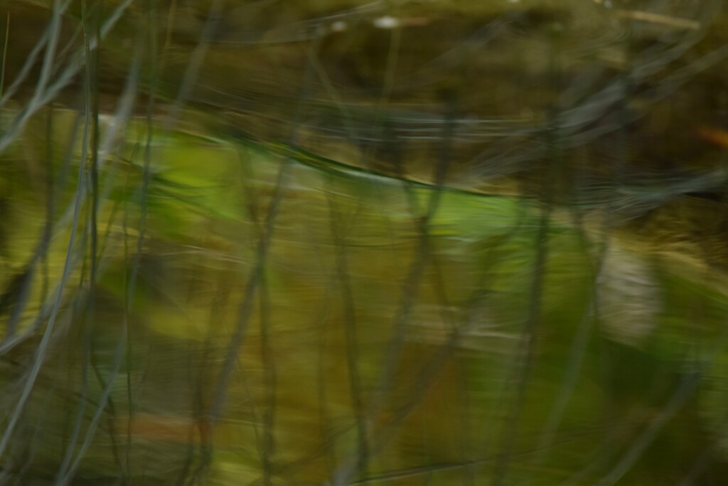 Ripples and Reflected Reeds by dragey74