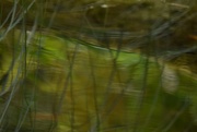 5th Aug 2024 - Ripples and Reflected Reeds