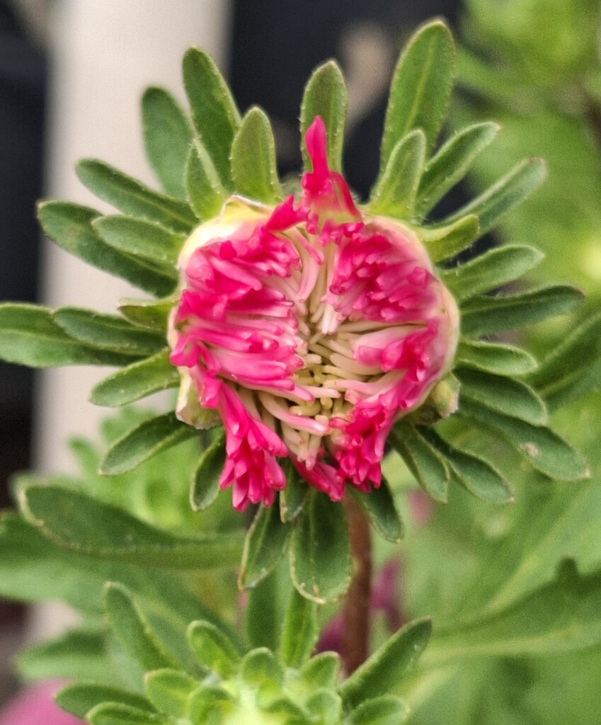 Day 220/366. Aster bud about to bloom.  by fairynormal