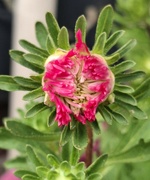 7th Aug 2024 - Day 220/366. Aster bud about to bloom. 