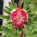 Day 220/366. Aster bud about to bloom.  by fairynormal