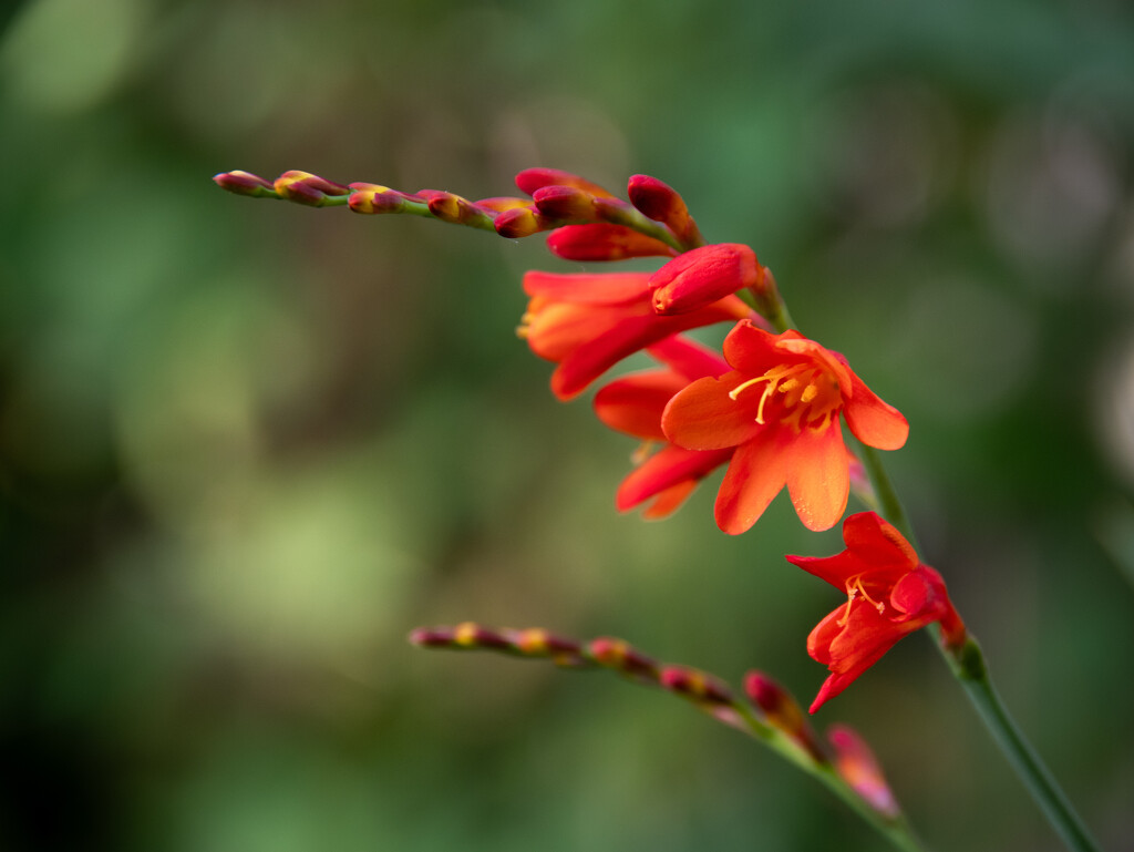 Crocosmia by anncooke76