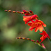 Crocosmia by anncooke76