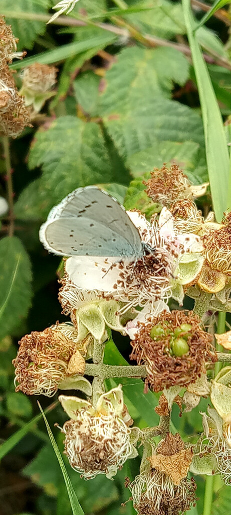 Large Blue by 365projectorgjoworboys