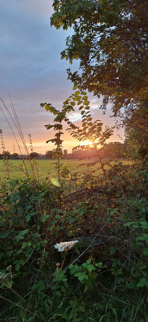 Morning glory  by tedswift