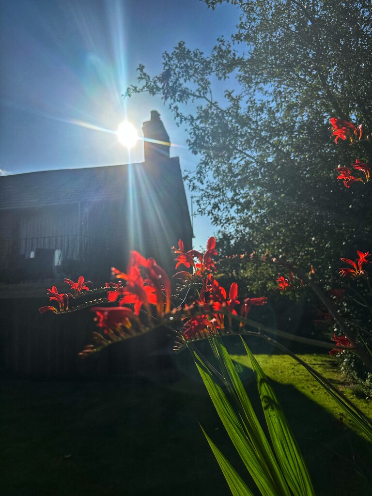 Evening sunshine  by wendystout