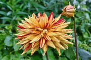 7th Aug 2024 - Drenched Dahlia