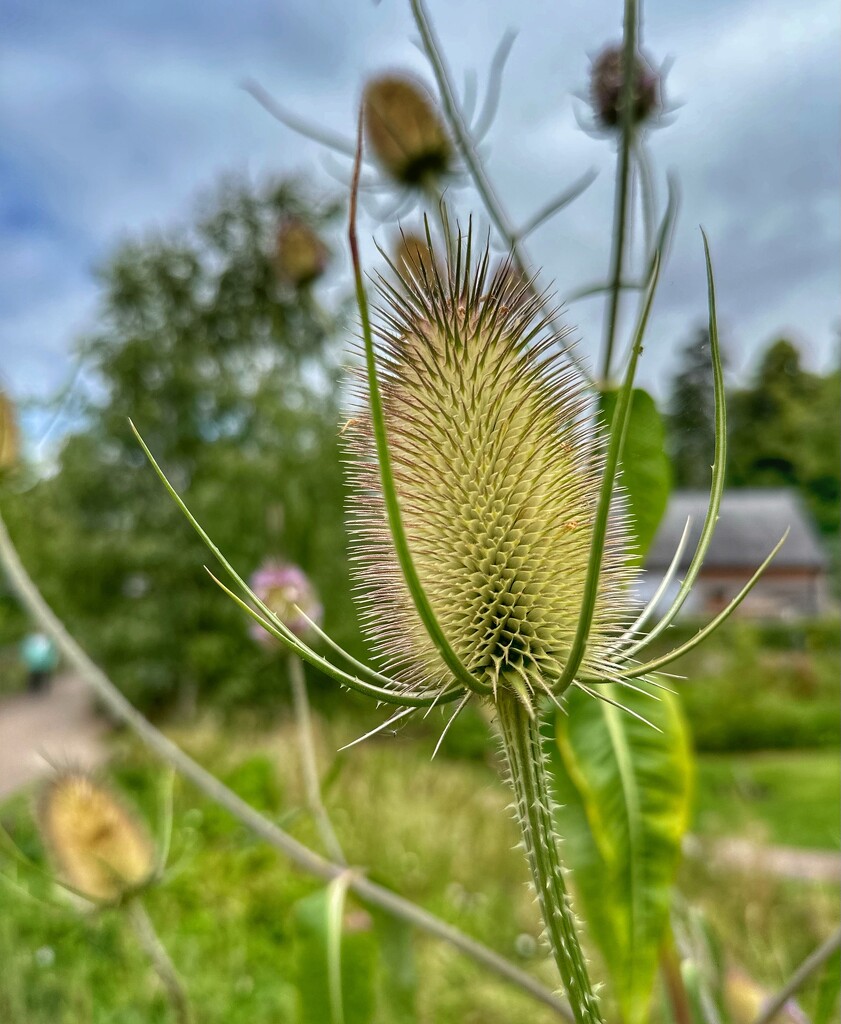 Wild Teasel by wendystout