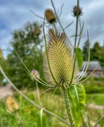 4th Aug 2024 - Wild Teasel