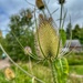 Wild Teasel by wendystout