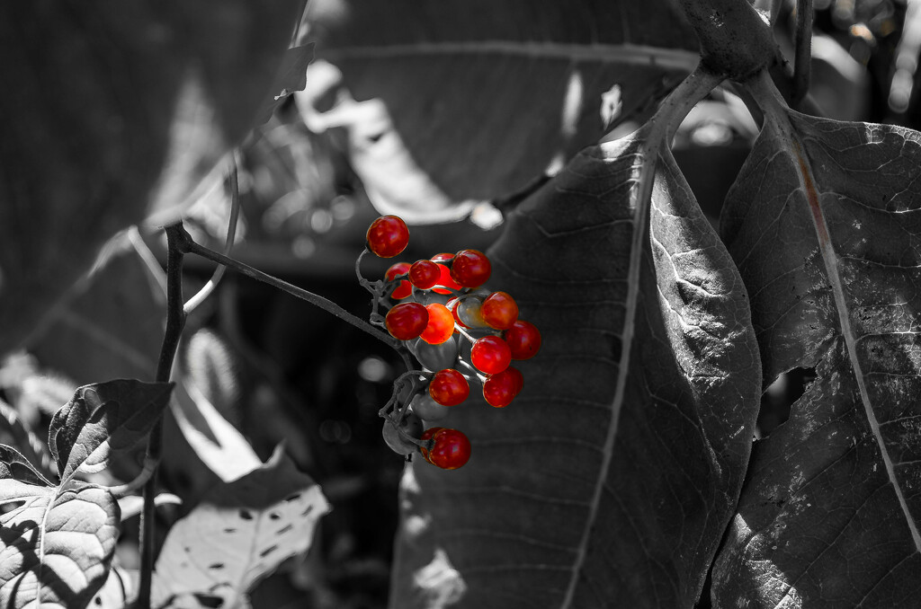 Nightshade berries by darchibald