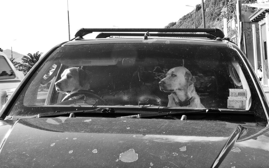 Dogs in a car by kali66