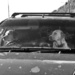 Dogs in a car by kali66