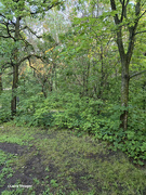 7th Aug 2024 - Camping in the woods