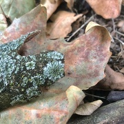 6th Aug 2024 - Bark with lichen, on a fallen leaf