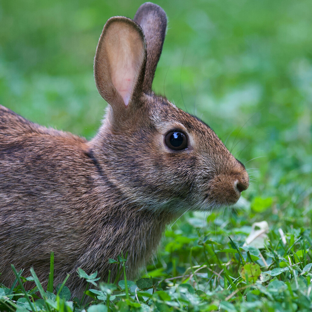 Beautiful Bunny by berelaxed