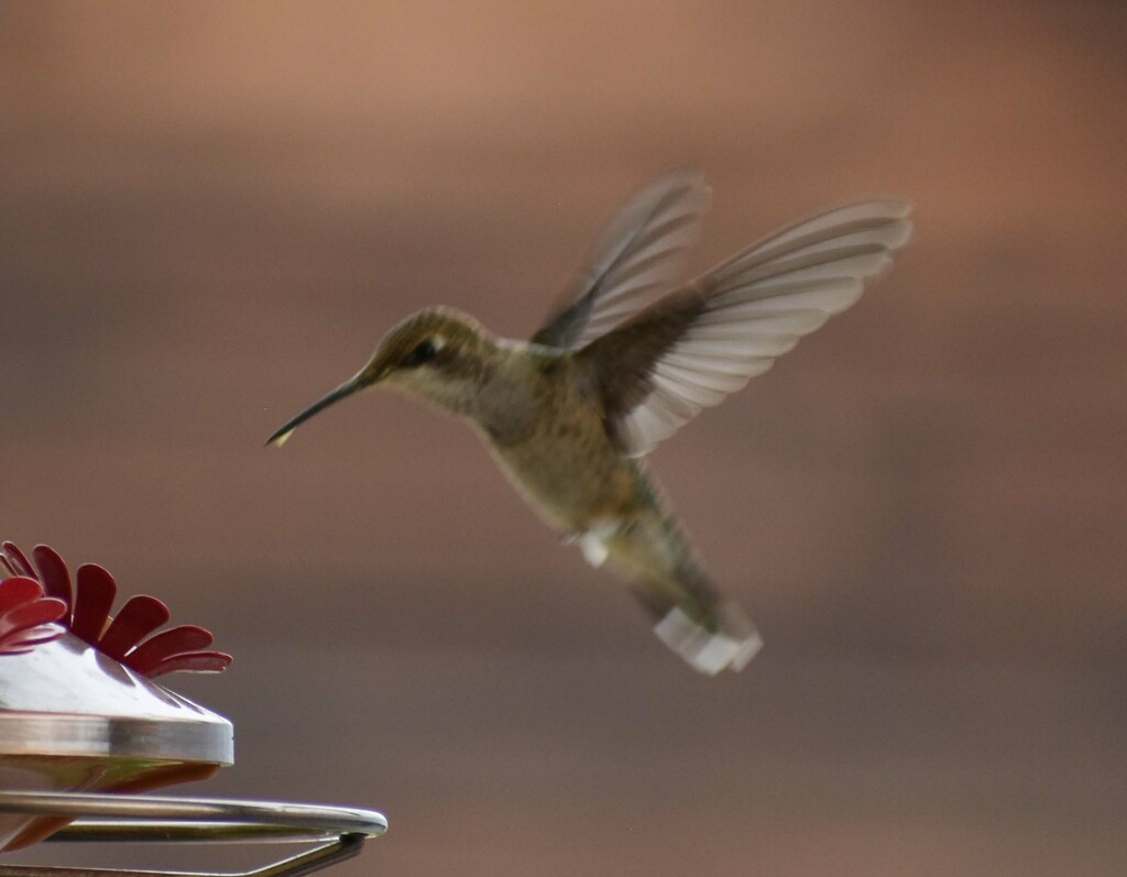 Last Hummer Photo...Maybe by bjywamer