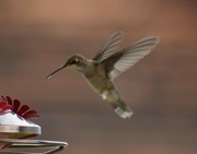 7th Aug 2024 - Last Hummer Photo...Maybe