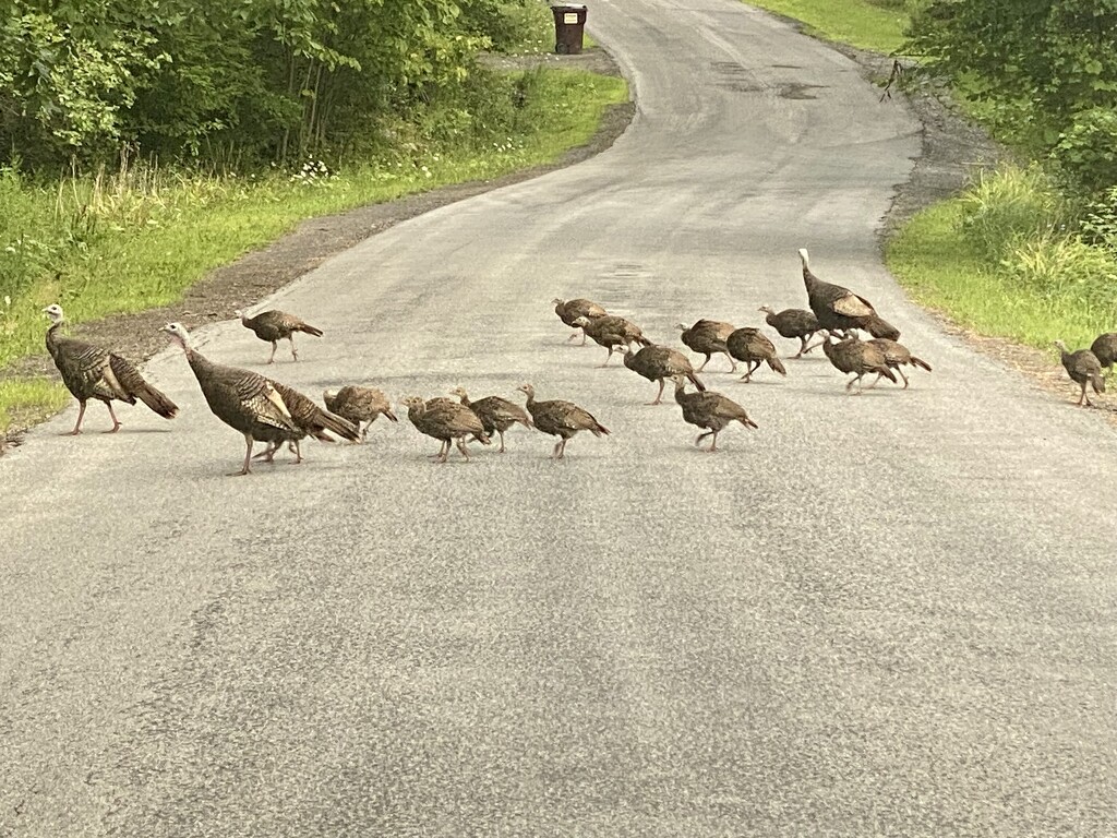 Traffic jam in the Catskills by mtb24