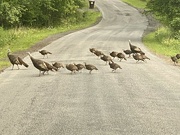 7th Aug 2024 - Traffic jam in the Catskills