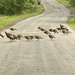 Traffic jam in the Catskills by mtb24