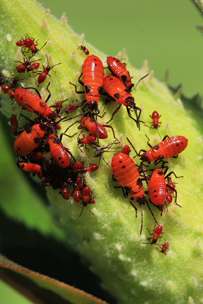 Larger Milkweed Bug Nymphs by juliedduncan