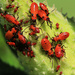 Larger Milkweed Bug Nymphs by juliedduncan