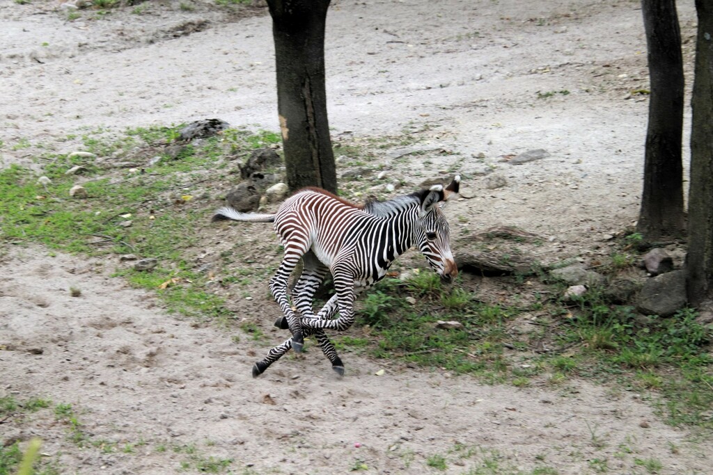 Galloping Baby Zebra by randy23