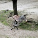 Galloping Baby Zebra by randy23