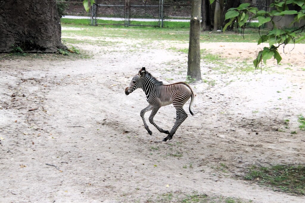 Trotting Along by randy23