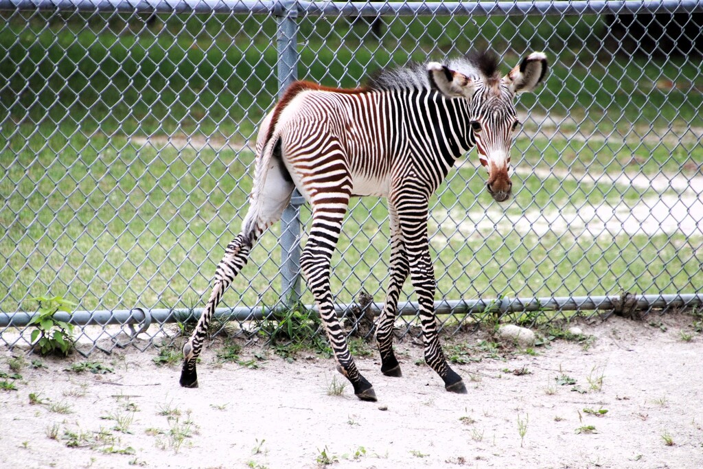 Baby Zebra by randy23