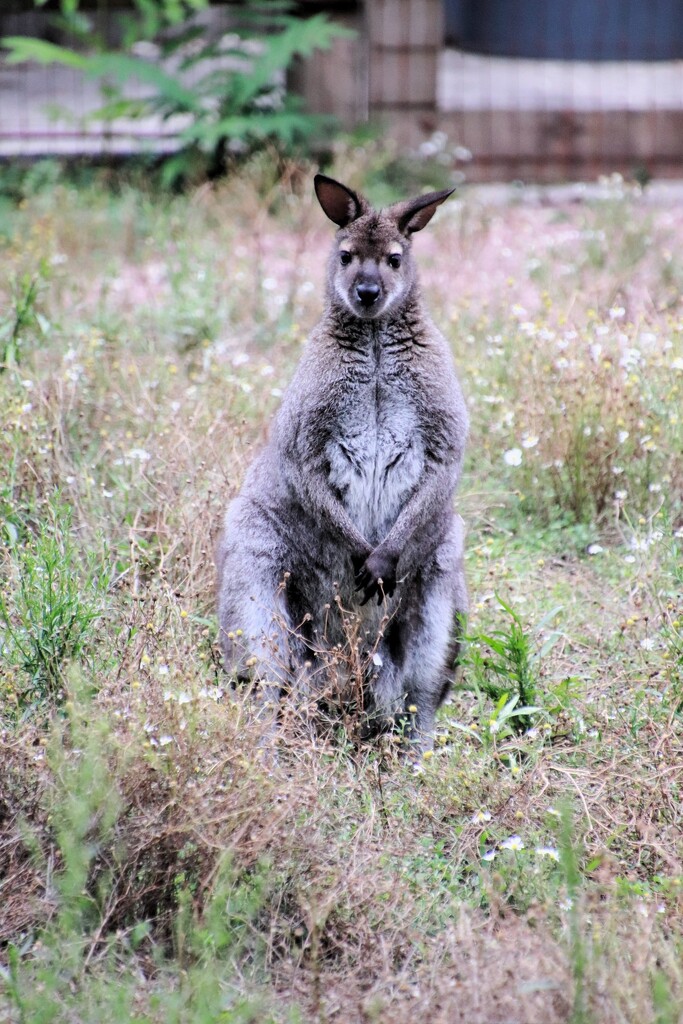 Wallaby Portrait by randy23