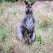 Wallaby Portrait by randy23