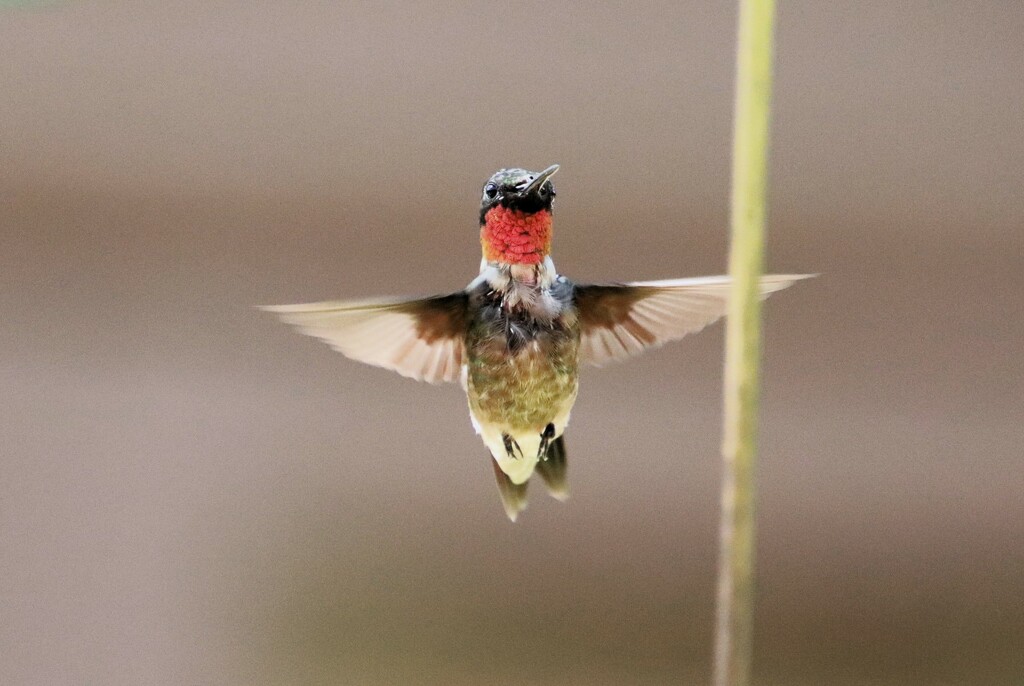 Ruby Throated Hummingbird by randy23