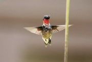 7th Aug 2024 - Ruby Throated Hummingbird