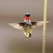 Ruby Throated Hummingbird by randy23