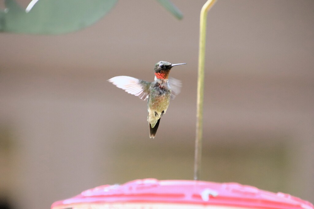 Hummingbird On The Lookout by randy23