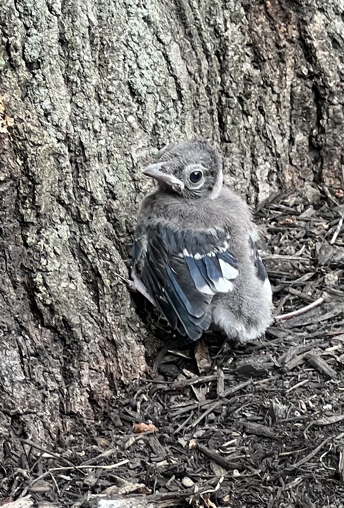 Baby Blue  by sjgiesman