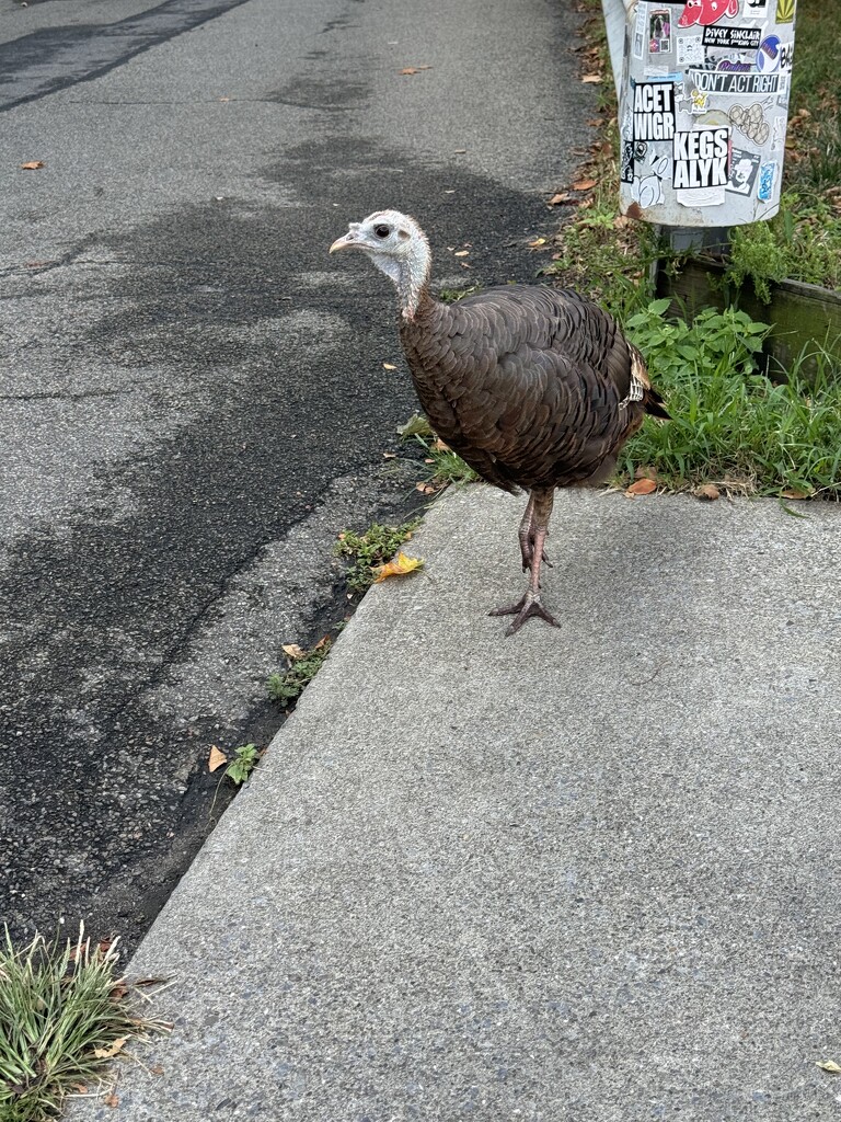 “Wild” Turkey by blackmutts