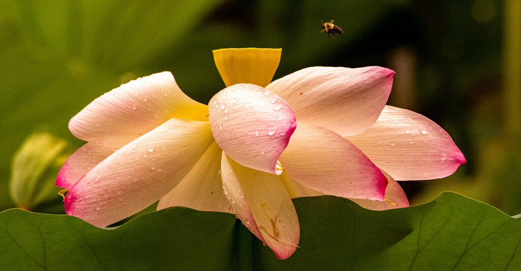 Lotus Flower and the Bee! by rickster549